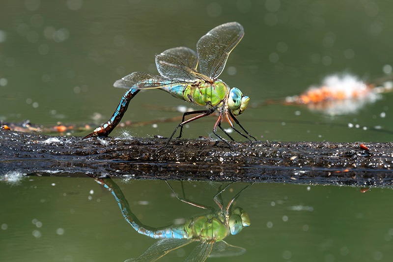 Anax-imperator_-femmina-in-ovideposizione-(209).jpg