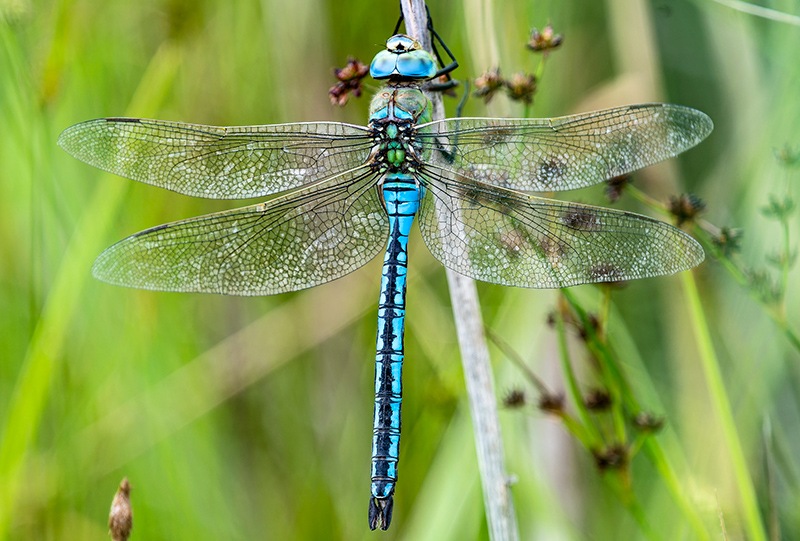 Anax-imperator_-maschio-(57).jpg.bb2711f674662938d76fd61179147c9d.jpg