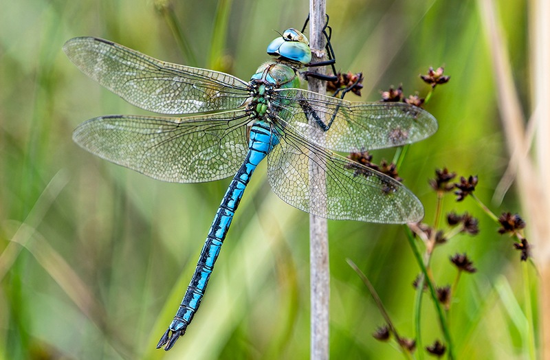 Anax-imperator_-maschio-(58).jpg.6bd39582ded616237ad40fcff497b60f.jpg