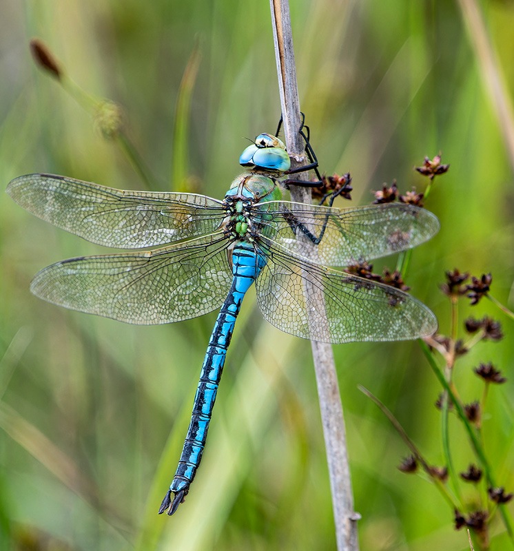 Anax-imperator_-maschio-(59).jpg.6f8e21d05cf91169248556b436db4349.jpg