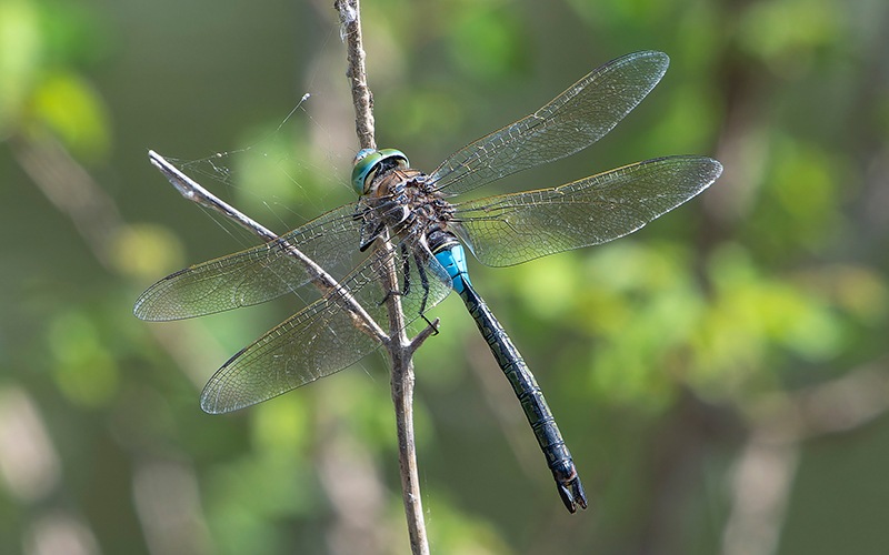 Anax-parthenope_-maschio-(4).jpg.ba152576f357e73e32219a704c45f485.jpg