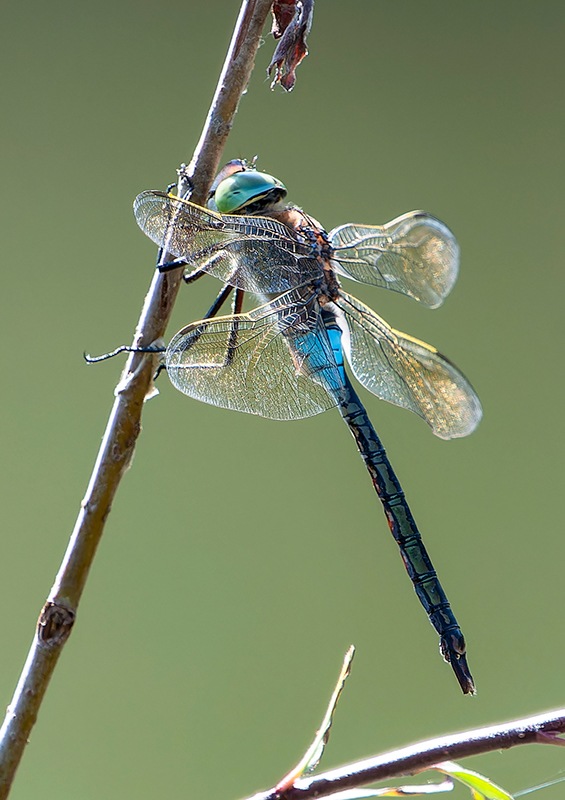 Anax-parthenope_-maschio-(9).jpg.99841949eeb1c254dff8522a1a6150e4.jpg