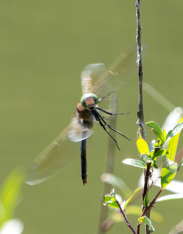 Anax-parthenope_-maschio-in-volo-(10).jpg.d24c608696ba524deb7834aafbe15e23.jpg