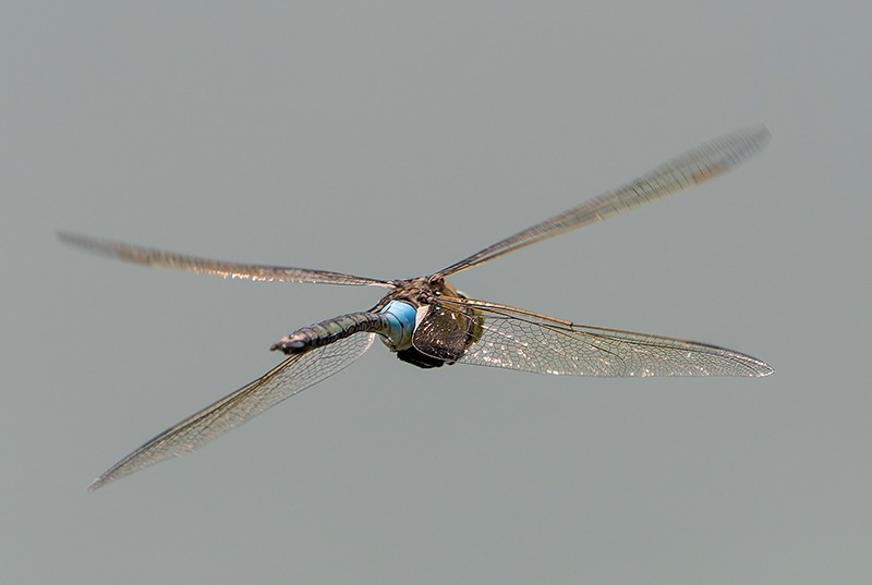 Anax-parthenope_-maschio-in-volo-(9).jpg.cecd15f4d6bacad5907d827c75561b65.jpg