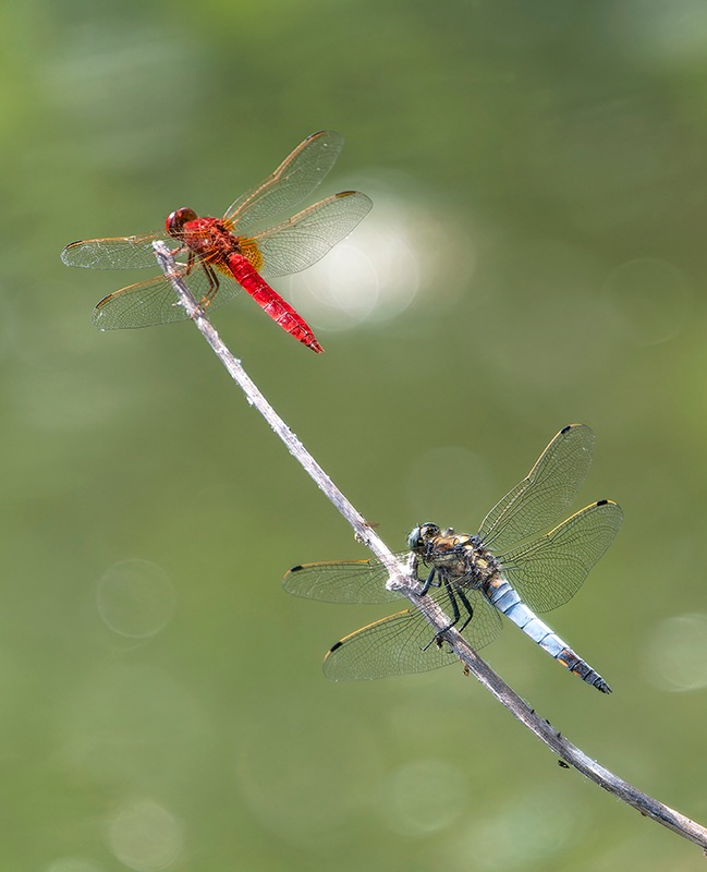 C.-erythraea---O.-cancellatum-(18).jpg.a74655036789b251f7e24bfdd611e73d.jpg