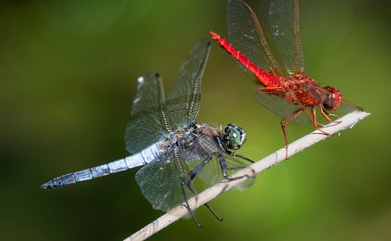 C.-erythraea---O.-cancellatum-(19).jpg.72cff2589460bf52832c53f22fa05d0a.jpg