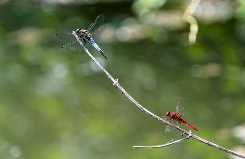 C.-erythraea---O.jpg.ee0e89dda03f8946731eab8c1332db3a.jpg