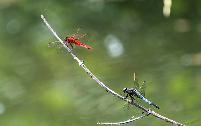 C.-erythraea---ORT.jpg.9a44f3b087cdee414c1e3a9591cd9ad9.jpg