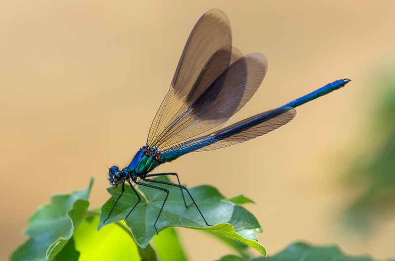Calopteryx-splendens_-maschio-(61).jpg.6b0c3816a5ca3b3cd9dcd0491264c36a.jpg