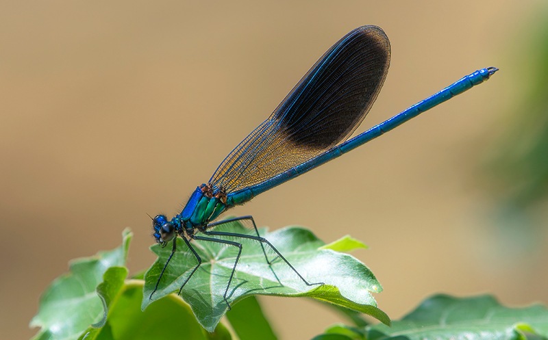 Calopteryx-splendens_-maschio-(62).jpg.a727d93dec715d9c1a2204c7292044aa.jpg