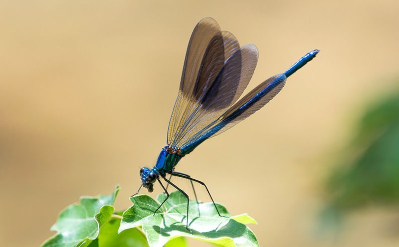 Calopteryx-splendens_-maschio-(64).jpg.ae77b99bddef76b37248105d2dd0a3bc.jpg