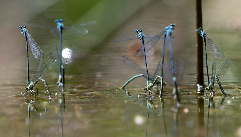 Coenagrion-puella-(16).jpg