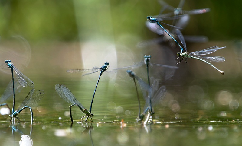 Coenagrion-puella-(21).jpg