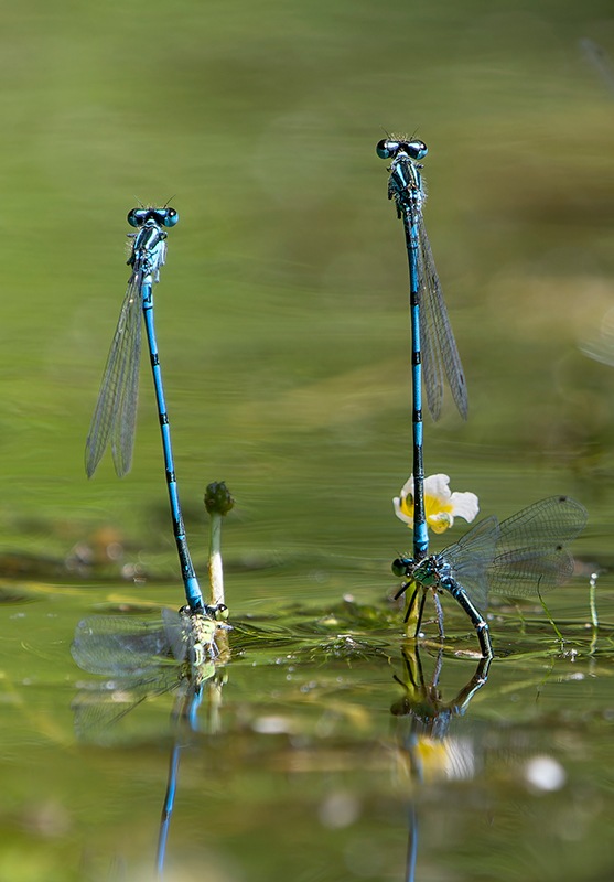 Coenagrion-puella-(23).jpg