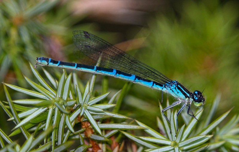 Coenagrion-scitulum_-femmina-(18).jpg.37033aba8687067a0c1d3fcea5aeeab0.jpg