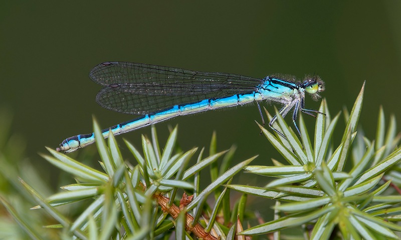 Coenagrion-scitulum_-femmina-(20).jpg.d80f55cb7876821437656944f07ca05c.jpg