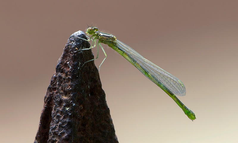 Coenagrion-scitulum_-femmina-immatura-(6).jpg.fa2e8fa70ad08fef260e2087269fe631.jpg