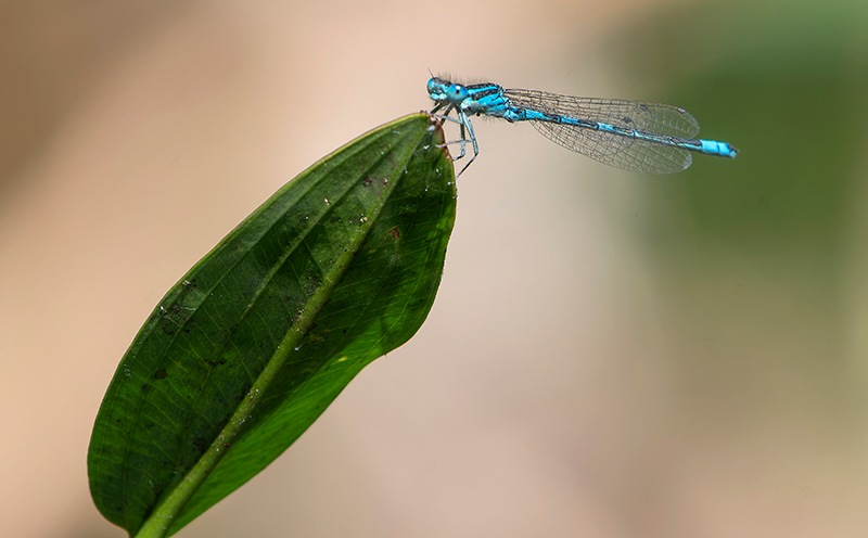 Coenagrion-scitulum_-maschio-(47).jpg.b023adc377ed3209ca8cd9a5bb5b8655.jpg
