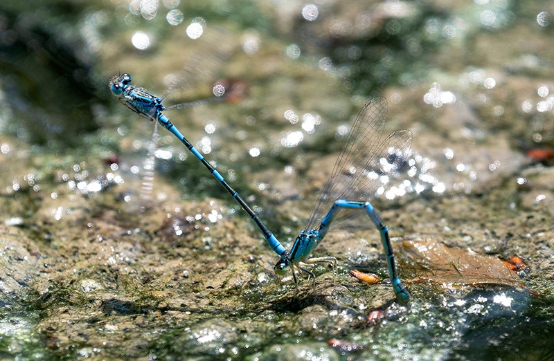 Coenagrion-scitulum_-ovideposizione-(52).jpg