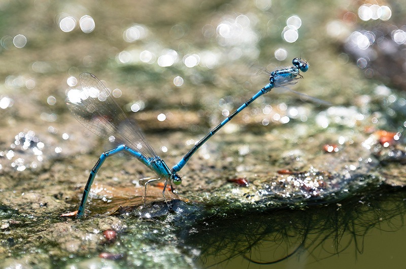 Coenagrion-scitulum_-ovideposizione-(54).jpg.e4d5fca86ddee7ece8c23323e282dada.jpg