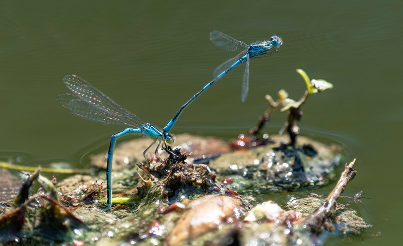 Coenagrion-scitulum_-ovideposizione-(59).jpg
