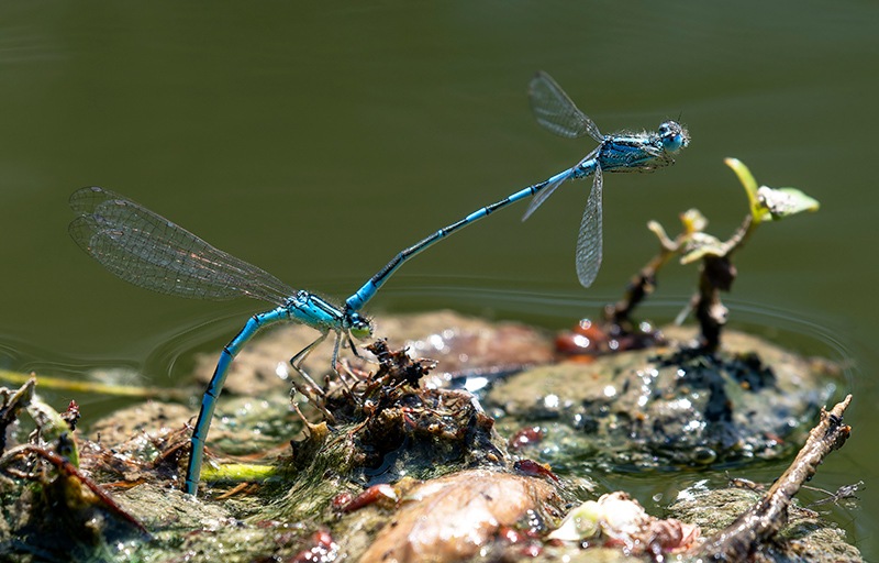 Coenagrion-scitulum_-ovideposizione-(61).jpg.b6ac99e47f288583a412bf8872bea69e.jpg