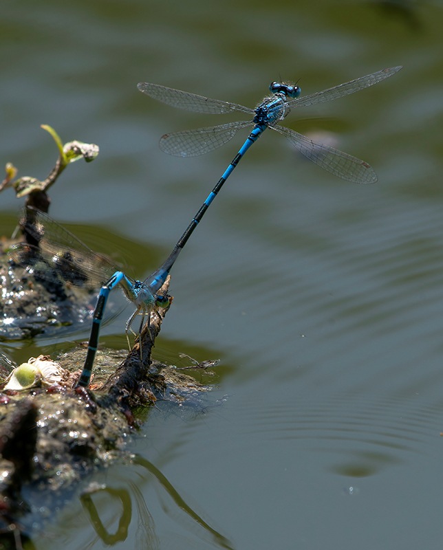 Coenagrion-scitulum_-ovideposizione-(63).jpg
