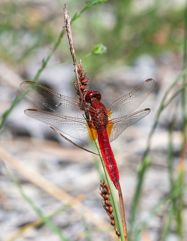 Crocothemis-erythraea_-maschio-(164).jpg.f3dcddd2d2bc2968c20bf7c082419356.jpg