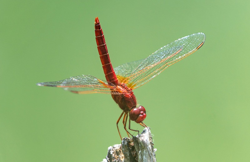 Crocothemis-erythraea_-maschio-(165).jpg.f629646a90c2a33e20b0f485140865ae.jpg