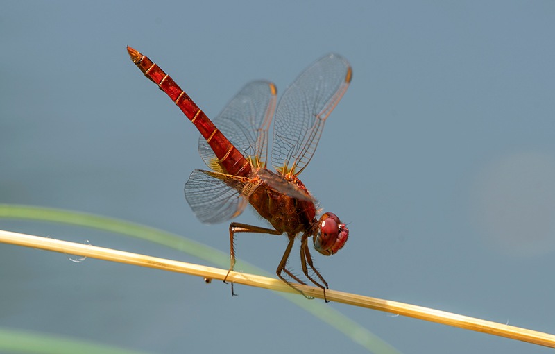 Crocothemis-erythraea_-maschio-(166).jpg.ef611b385fec8ad42cbf89782744f5b2.jpg