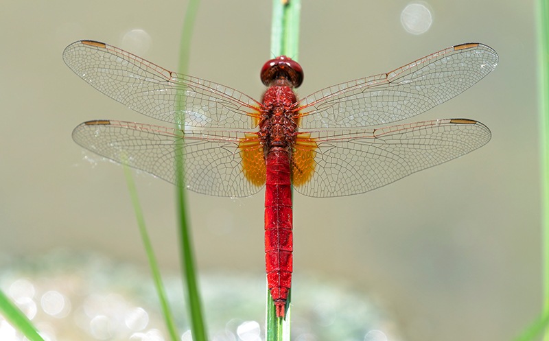 Crocothemis-erythraea_-maschio-(168).jpg.e32f649a9f2fd464f3b42c803da8346c.jpg