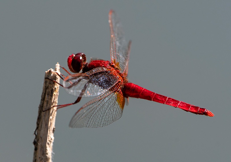 Crocothemis-erythraea_-maschio-(169).jpg.f9f73601451191a276c607152ad26f6b.jpg