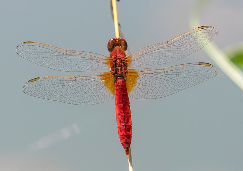 Crocothemis-erythraea_-maschio-(170).jpg.1c0397dcb09b3d21a36234c4e5f0dfec.jpg