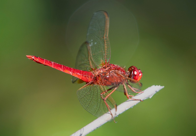Crocothemis-erythraea_-maschio-(171).jpg.494938652da50d4416c833c97697fac3.jpg