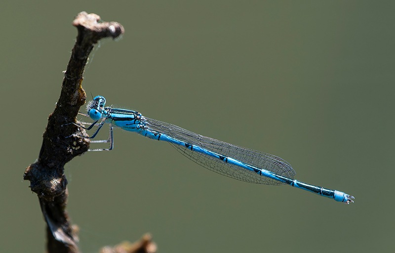Erythromma-lindenii_-maschio-(178).jpg.5d6bbf2396ecd3b36161389221414d74.jpg