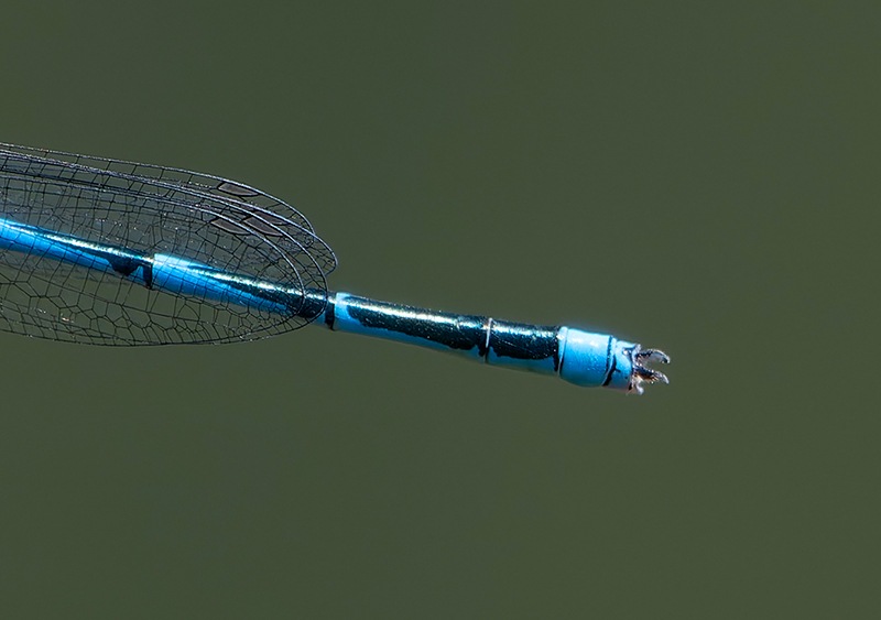Erythromma-lindenii_-maschio-(179).jpg.f86bfecde34c1e85930beffbd3c435ce.jpg