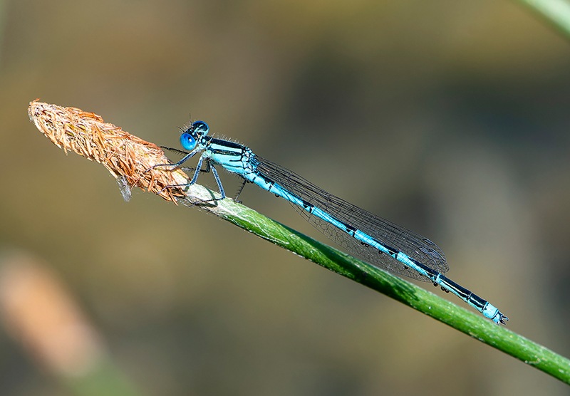 Erythromma-lindenii_-maschio-(180).jpg.18f39e826e337be4ef3a62b4a638095f.jpg