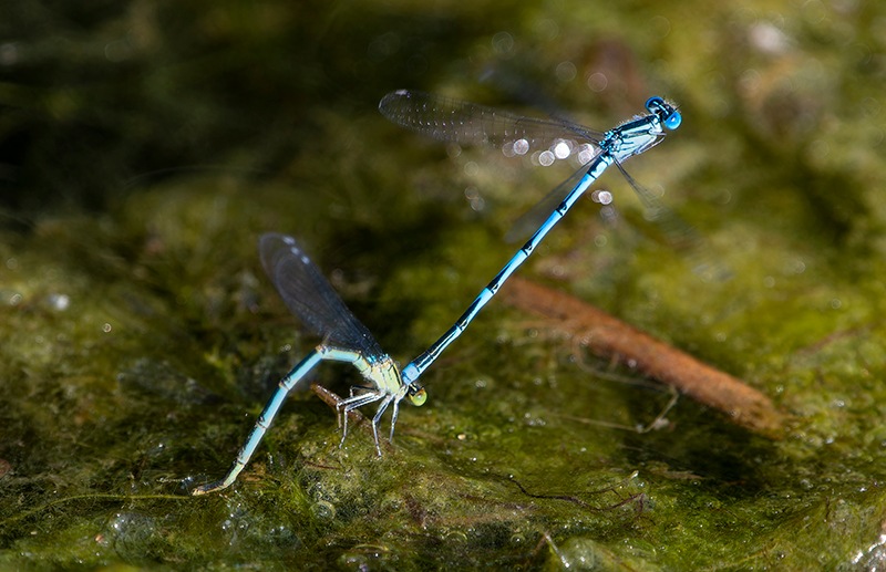 Erythromma-lindenii_-tandem-in-ovideposizione-(45).jpg
