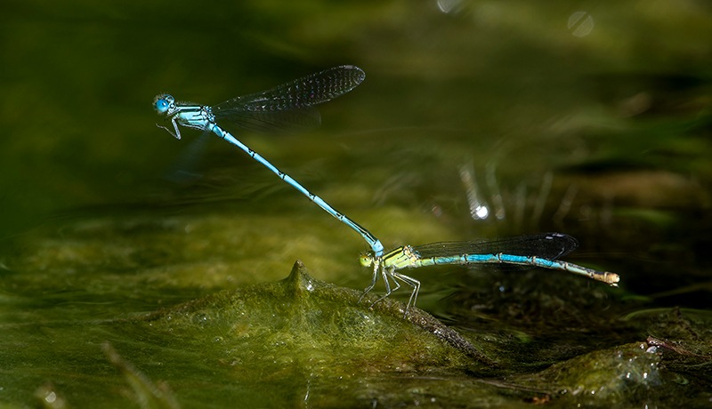 Erythromma-lindenii_-tandem-in-ovideposizione-(46).jpg