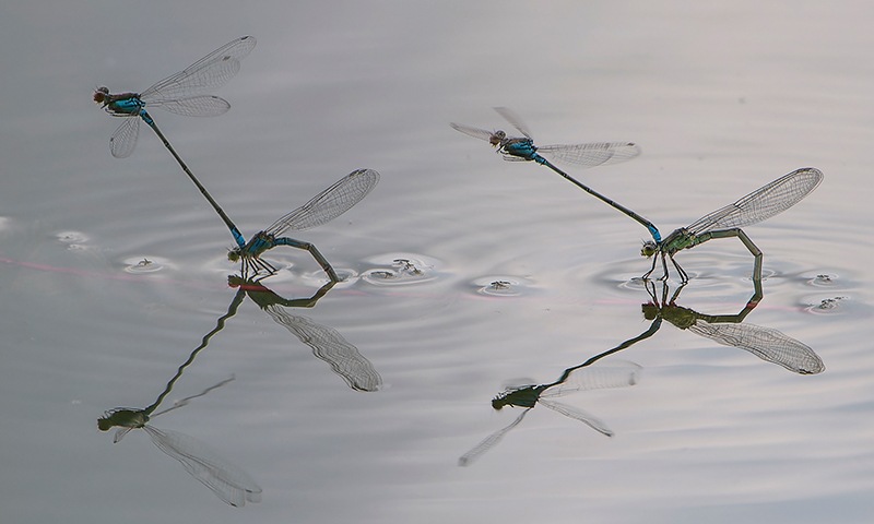 Erythromma-viridulum_-tandem-in-deposiz-(47).jpg