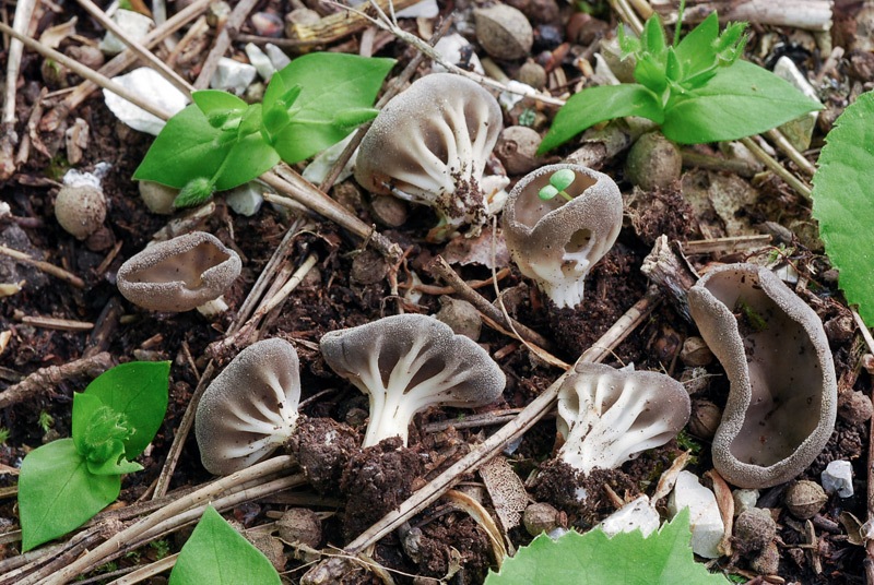 Helvella-calycina-01.jpg