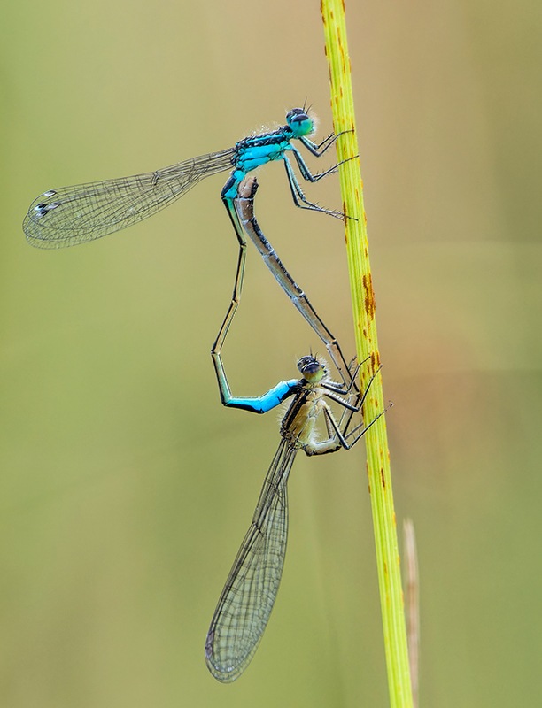Ischnura-elegans_-copula-(134).jpg.038fde3a65ef17afa26b88092f0412d0.jpg