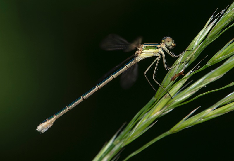 Lestes-barbarus_-femmina-(60).jpg.5ddec8f191d3ba885924265950a4424d.jpg