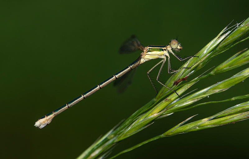 Lestes-barbarus_-femmina-(62).jpg.db2d0a385a97e5c7a46dcd544cf238b6.jpg