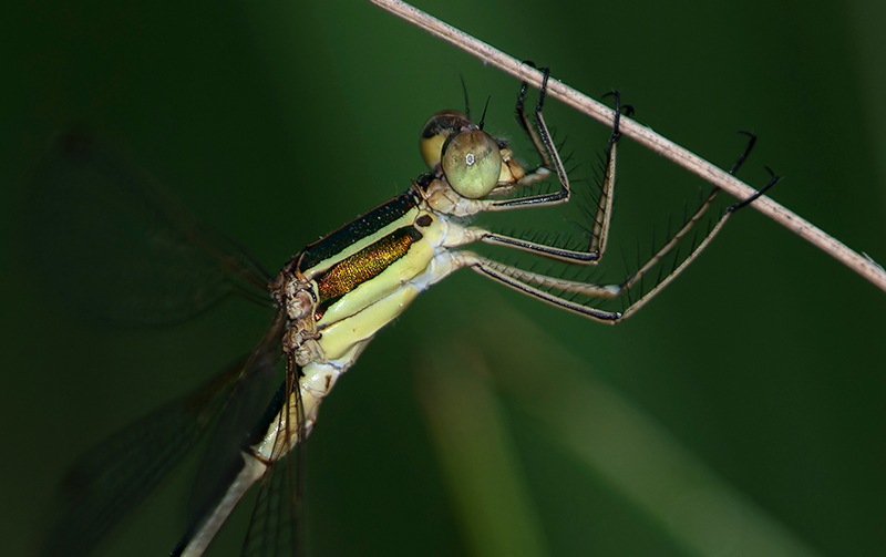 Lestes-barbarus_-maschio-(96).jpg.79f09baf05c3b737788c49ce4b9f1abd.jpg