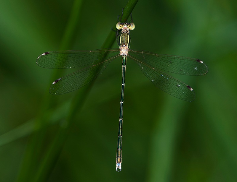 Lestes-barbarus_-maschio-(99).jpg.d04a79a375dc45836044c85c468fb2d4.jpg