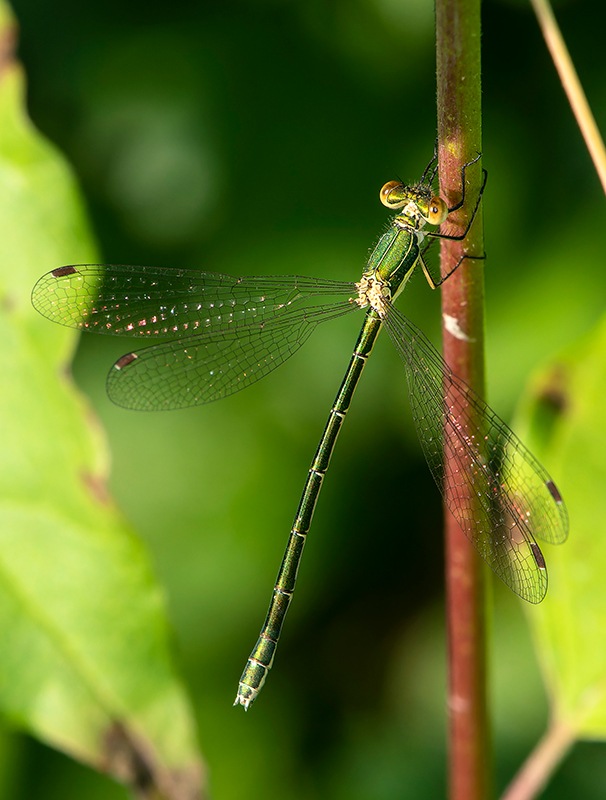 Lestes-virens_-femmina-(21).jpg.929224a344dfed97ca2b787a0f606da4.jpg
