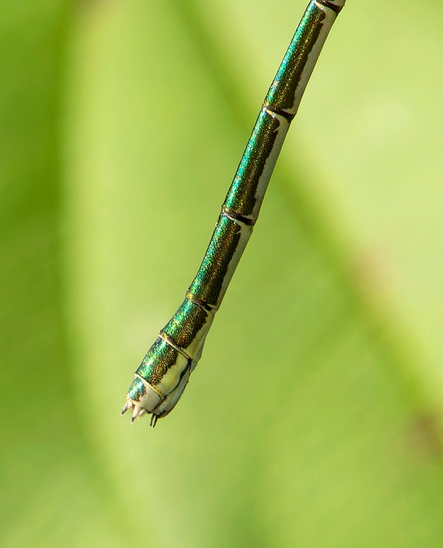 Lestes-virens_-femmina-(22).jpg