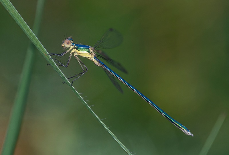 Lestes-virens_-giovane-maschio-(6).jpg.e2eb8a35fc52e5550f427cf396eb63a8.jpg