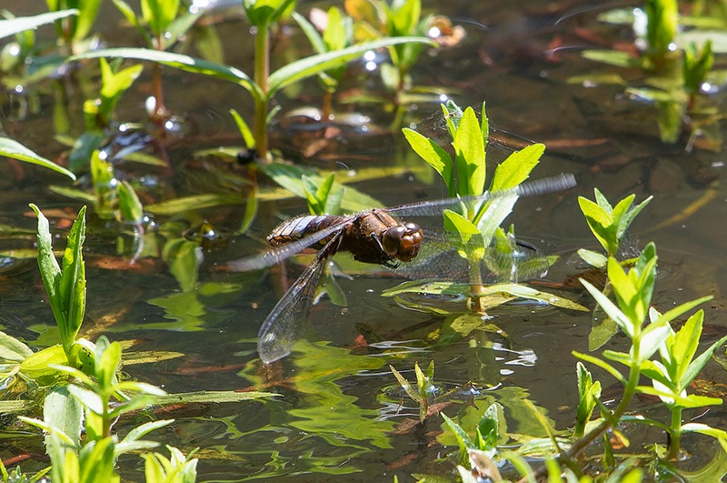Libellula-depressa_-femmina-in-deposizione-(10).jpg